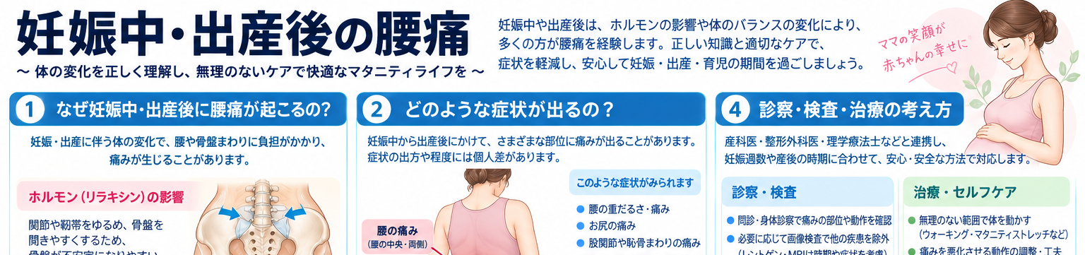 妊娠中・出産後の腰痛の症状・解剖・特徴を示す医学イラスト